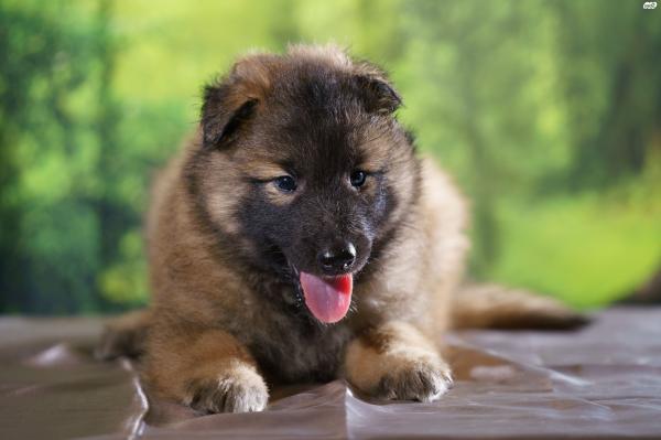 רועה בלגי - טרוורן, עם תעודות