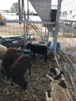 7 כבשים בהריון מסוג מוכלע כל הקודם זוכה