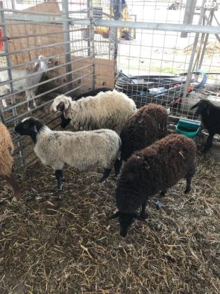 7 כבשים בהריון מסוג מוכלע כל הקודם זוכה