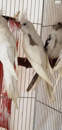 גוזלי קוקטייל להמשך האכלה בגיל