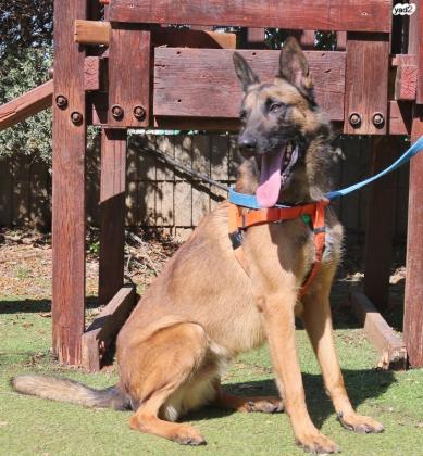 אלכס, בן 3 מחוסן ומסורס