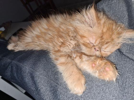 חתול פרסי אף פחוס מהמם !!! בן 6 חודשיים