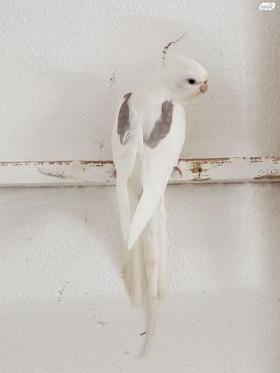 גוזלי קוקטייל להמשך האכלה בגיל