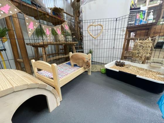 פתרון יחודי לגידול ארנבונים בבית