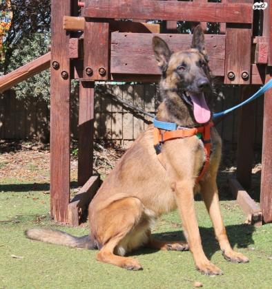 אלכס, בן 3 מחוסן ומסורס