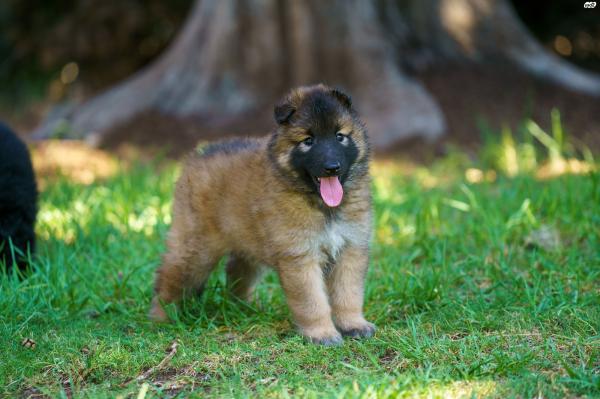 רועה בלגי - טרוורן, עם תעודות