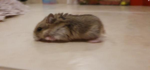 2 אוגרים סיביריים מתוקים, גורים