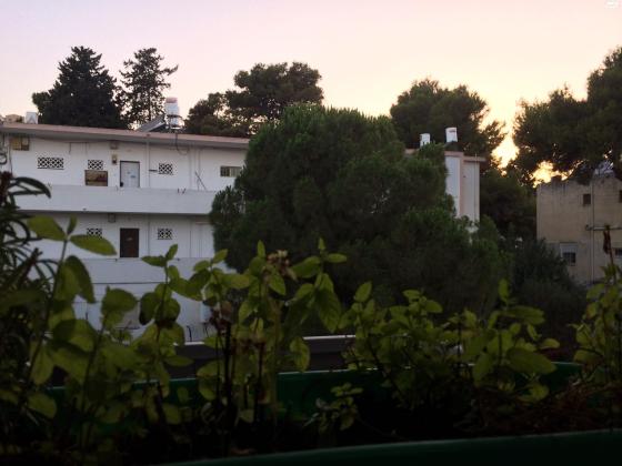 אריה לובה אליאב 18 (זיו)