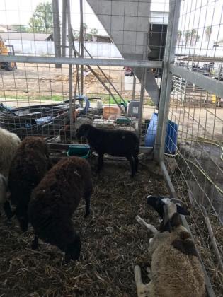 7 כבשים בהריון מסוג מוכלע כל הקודם זוכה