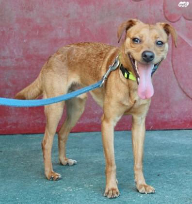 פפרוני, מעורב קטן בן 9