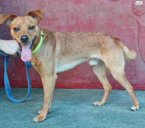 פפרוני, מעורב קטן בן 9