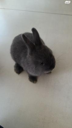 זוג ארנבים ננסים הולנדים גזעיים