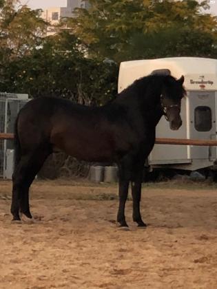 סוס נדיר ביותר!!!סוס אנדלוס טהור