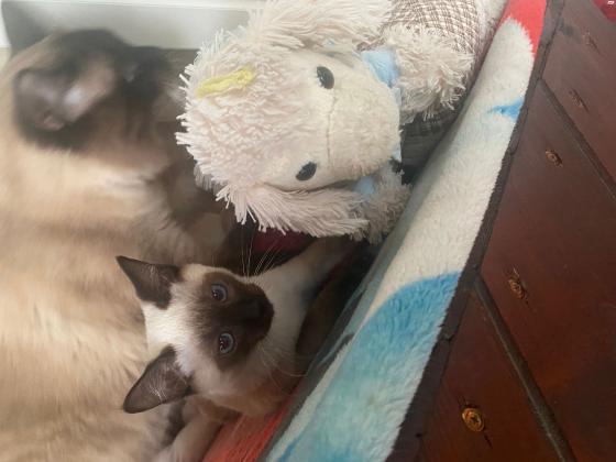 חתולים סיאמים בלו פוינט גזעיים