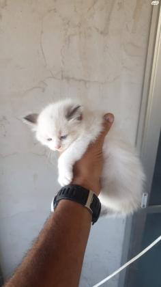 רגדול נקבה , גזעי רמה גבווה