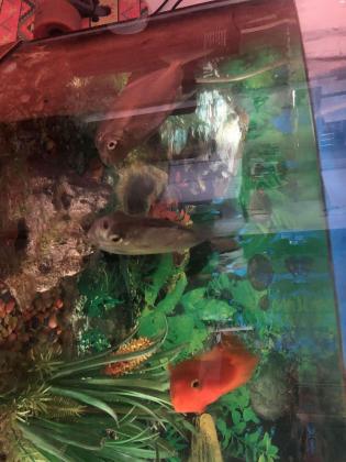 למכירה אקווריום פנורמי קומפלט כולל:משא...