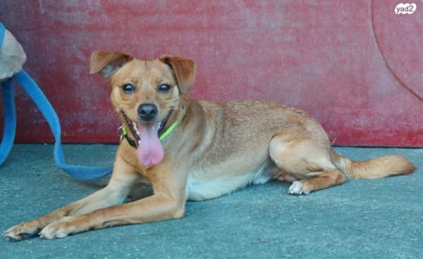 פפרוני, מעורב קטן בן 9