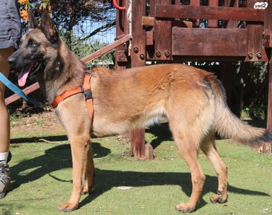 אלכס, בן 3 מחוסן ומסורס