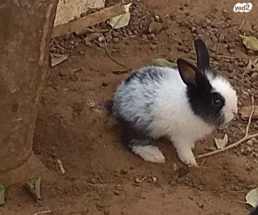 ארנבים חמודים זכרים ונקבות