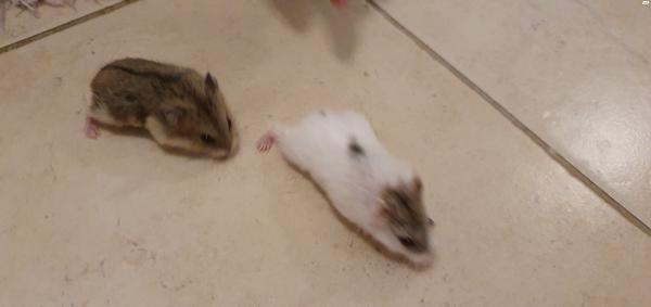 2 אוגרים סיביריים מתוקים, גורים