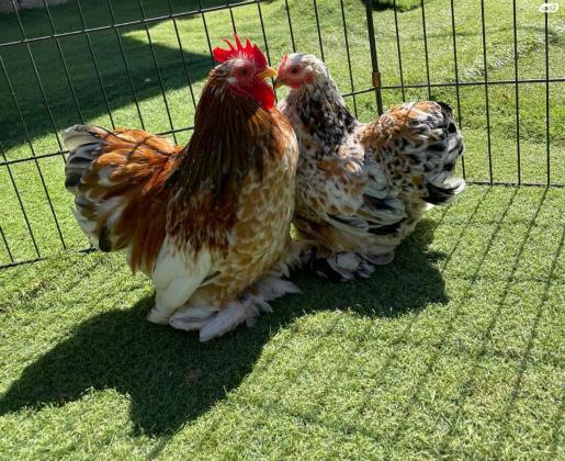 אפרוחים פקין מילפלור בנטם (