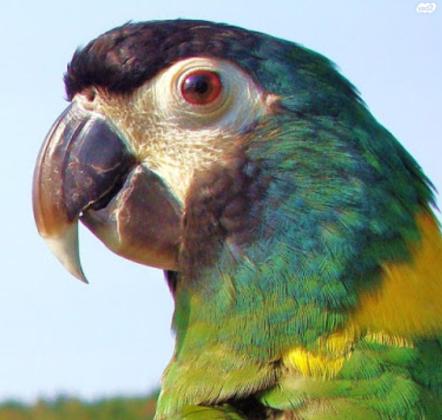 למכירה גוזל ארה ננסית (