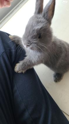 זוג ארנבים ננסים הולנדים גזעיים