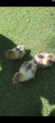 אפרוחים פקין מילפלור בנטם (