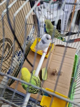 3 גוזלי תוכונים אוסטרליים בני