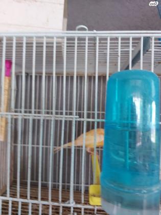 כנרים למכירה