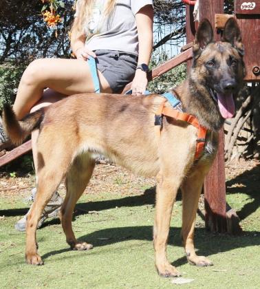 אלכס, בן 3 מחוסן ומסורס