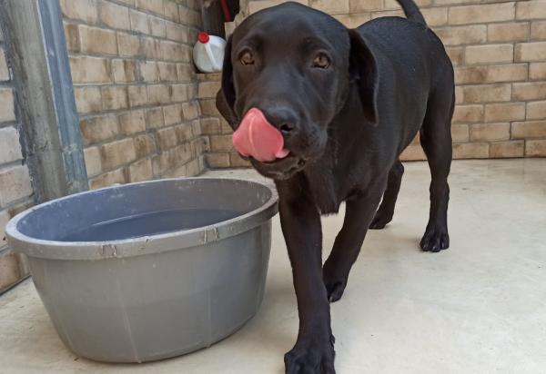 גורי לברדור