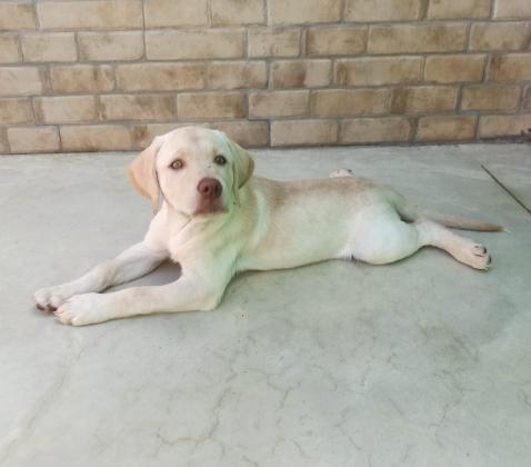 גורי לברדור