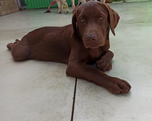 גורי לברדור