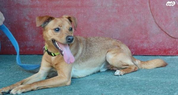 פפרוני, מעורב קטן בן 9