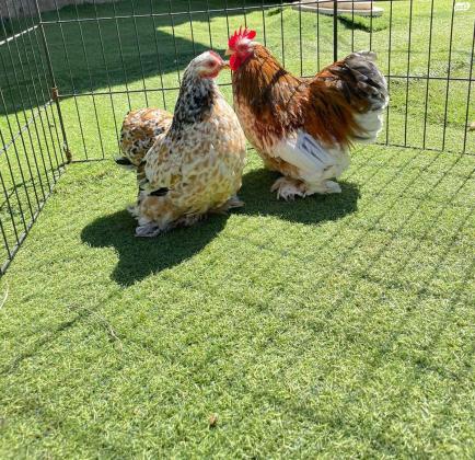 אפרוחים פקין מילפלור בנטם (