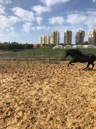 סוס נדיר ביותר!!!סוס אנדלוס טהור
