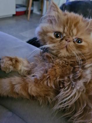 חתול פרסי אף פחוס מהמם !!! בן 6 חודשיים