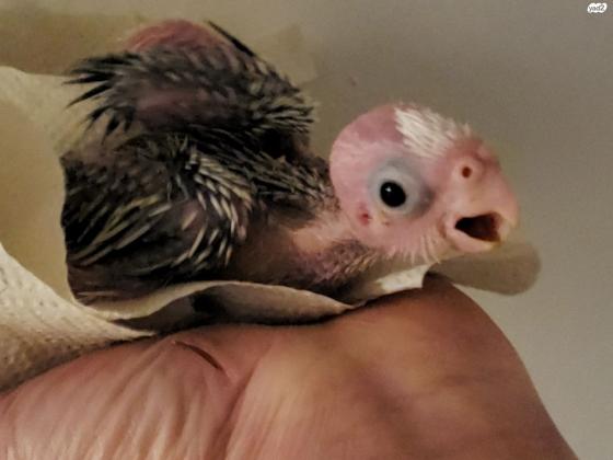 גוזלי קוקטייל להמשך האכלה בגיל