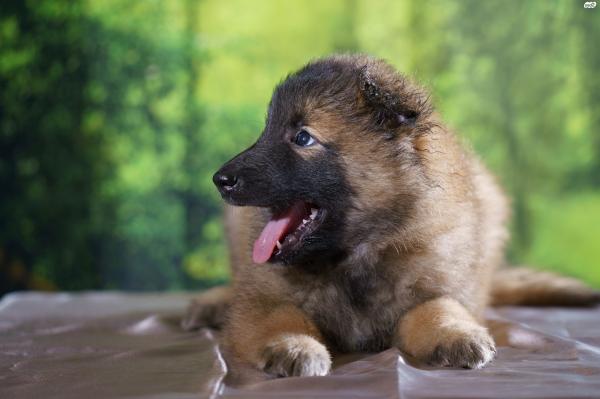 רועה בלגי - טרוורן, עם תעודות