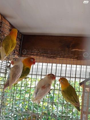 ציפורי אהבה למכירה