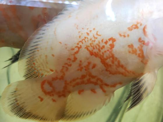 דגי אוסקר מוטציות מיוחדות אלבינו