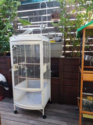 למכירה גוזל ארה ננסית (