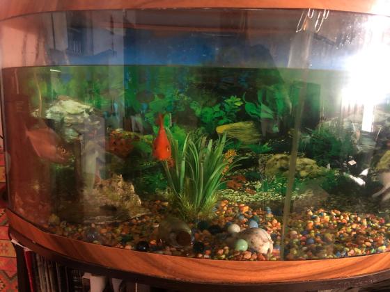 למכירה אקווריום פנורמי קומפלט כולל:משא...