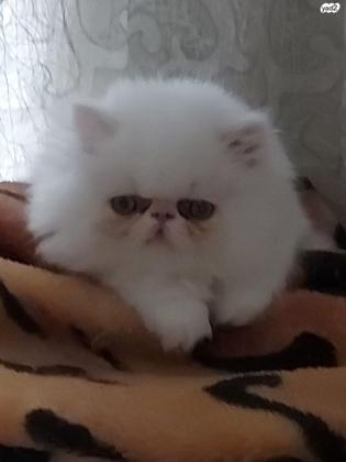 חתולה פרסי בת חודש לבנה יפה