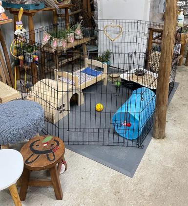 פתרון יחודי לגידול ארנבונים בבית