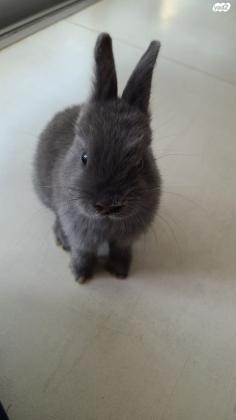 זוג ארנבים ננסים הולנדים גזעיים