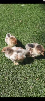 אפרוחים פקין מילפלור בנטם (