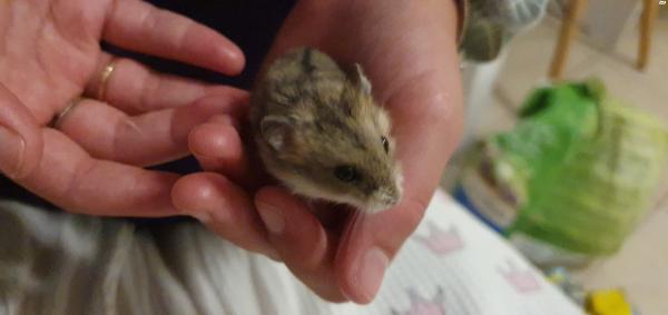 2 אוגרים סיביריים מתוקים, גורים