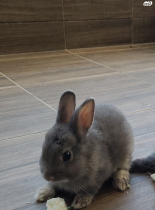 זוג ארנבים ננסים הולנדים גזעיים